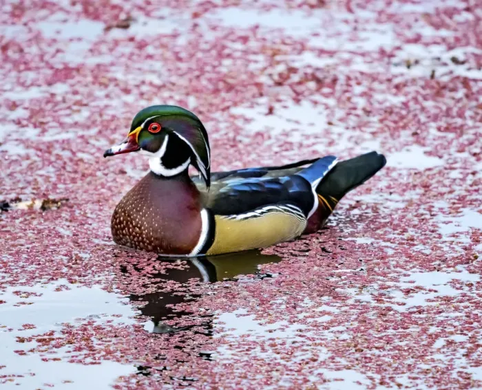 Framed Print : Colorful male wood duck perching. Juanita Bay Park Lake Washington, Kirkland
