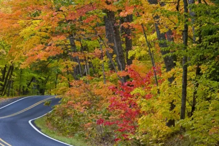 Framed Print : Colorful maple trees in autumn line scenic Highway 41 as it leads into Copper Harbor Framed Print : Colorful maple trees in autumn line scenic Highway 41 as it leads into Copper Harbor