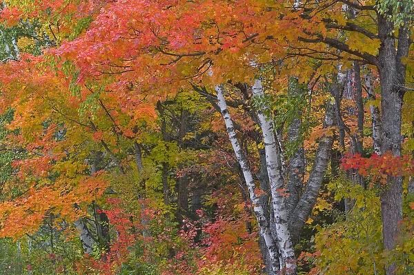 Colorful maple trees turn red in autumn in the Keweenaw Penninsula of the UP of Michigan