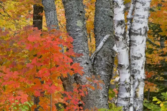 Framed Print : Colorful maple trees turn red in autumn in the Keweenaw Penninsula of the UP of Michigan Framed Print : Colorful maple trees turn red in autumn in the Keweenaw Penninsula of the UP of Michigan