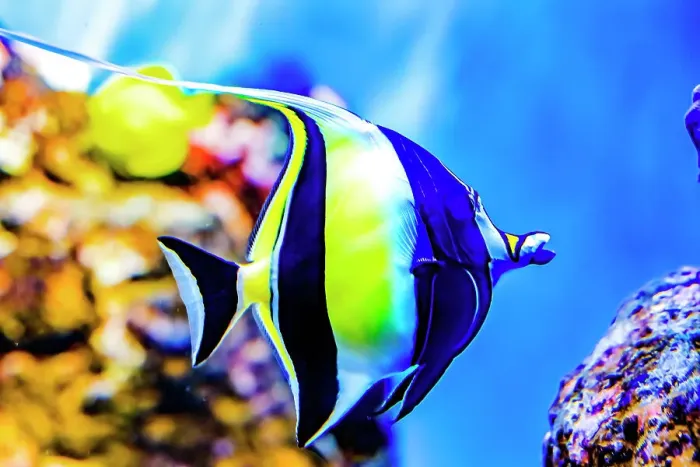 Framed Print : Colorful Moorish idol fish, Waikiki, Oahu, Hawaii