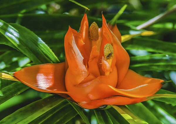 Colorful orange flower, Florida. Pandanus produces and edible fruit