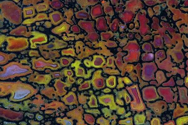 Colorful Petrified Dinosaur Bone