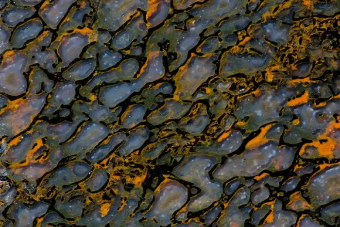 Framed Print : Colorful Petrified Dinosaur Bone