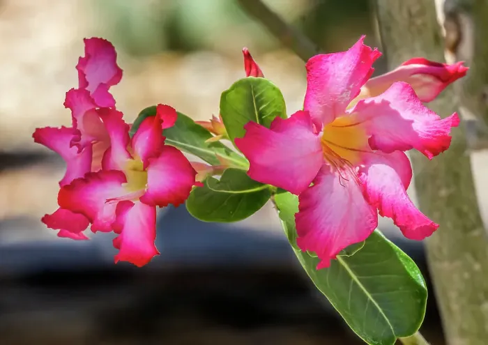 Framed Print : Colorful pink desert roses blooming, Desert Botanical Garden, Phoenix, Arizona. Poisonous plant used to catch fish Framed Print : Colorful pink desert roses blooming, Desert Botanical Garden, Phoenix, Arizona. Poisonous plant used to catch fish