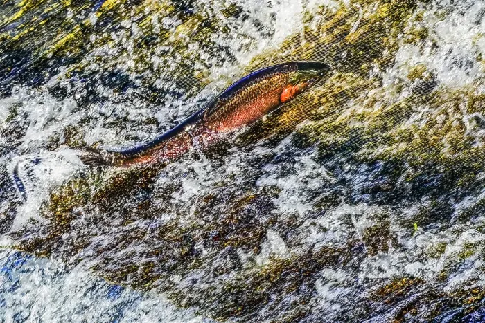 Framed Print : Colorful pink salmon jumping dam, Issaquah Creek, Washington State, Usa. Every autumn salmon come up creek to Hatchery. Salmon come from as far as 3, 000 miles Framed Print : Colorful pink salmon jumping dam, Issaquah Creek, Washington State, Usa. Every autumn salmon come up creek to Hatchery. Salmon come from as far as 3, 000 miles