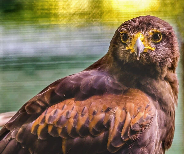 Colorful red-tailed hawk looking for prey, Florida