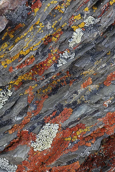 Colorful red and yellow lichens on rocks, eastern Sierra Range, California
