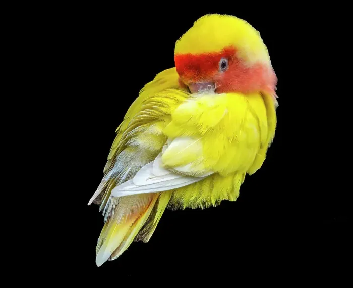 Framed Print : Colorful red yellow lovebird, Oahu, Hawaii. Originally from Madagascar