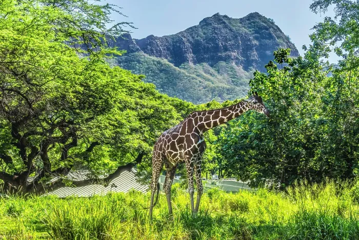 Framed Print : Colorful reticulated giraffe, Diamond Head, Waikiki, Oahu, Hawaii
