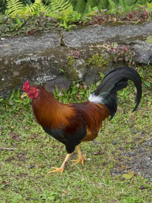 Framed Print : Colorful rooster roaming free on the Big Island of Hawaii Framed Print : Colorful rooster roaming free on the Big Island of Hawaii