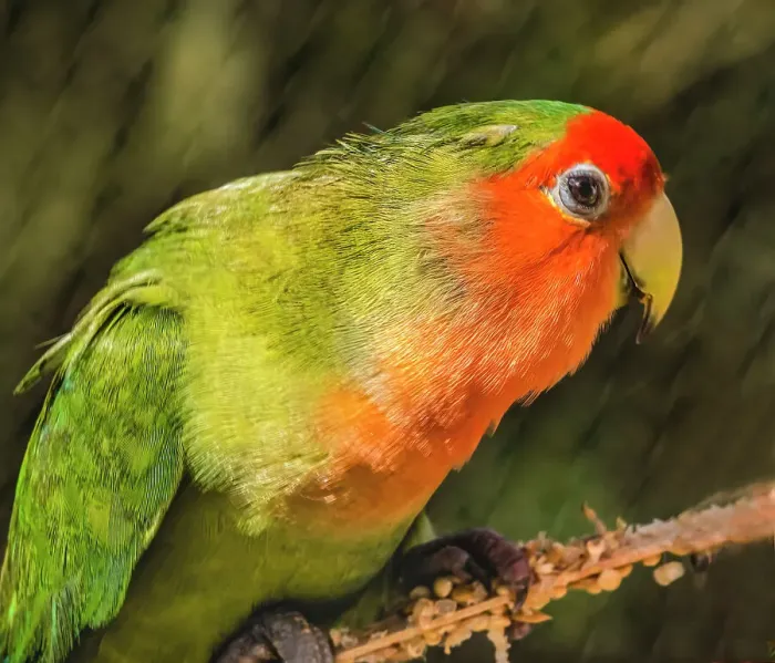 Framed Print : Colorful rose-faced lovebird, Oahu, Hawaii. Originally from Madagascar Framed Print : Colorful rose-faced lovebird, Oahu, Hawaii. Originally from Madagascar