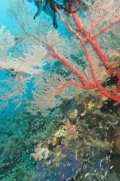 Colorful Sea Fan with attached crinoid, baby sweepers schooling. Indoesia, Raja Ampat