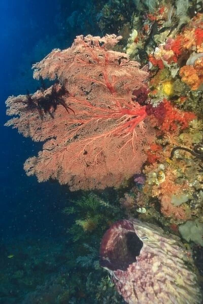 Colorful Sea Fan with attached crinoid, baby sweepers schooling, Raja Ampat region of Papua