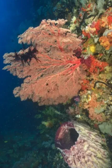 Framed Print : Colorful Sea Fan with attached crinoid, baby sweepers schooling, Raja Ampat region of Papua