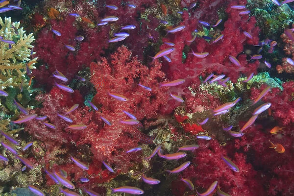 Colorful Soft Corals (Dendronepthya sp. ) and small Anthias fish (Psedanthias sp. )