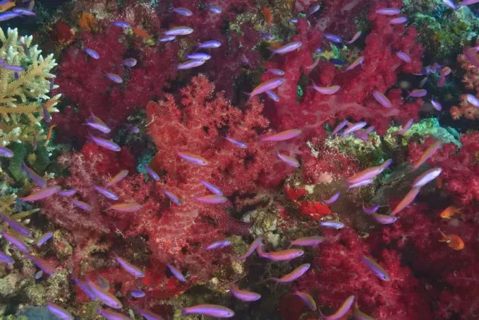 Framed Print : Colorful Soft Corals (Dendronepthya sp. ) and small Anthias fish (Psedanthias sp. )
