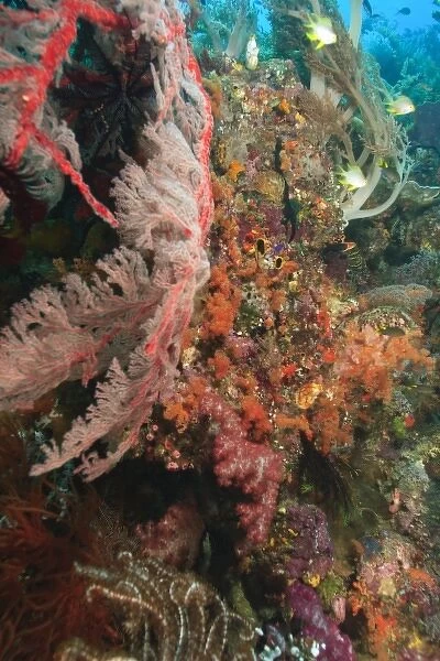 colorful soft corals and gorgonian sea fans, Raja Ampat region of Papua (formerly
