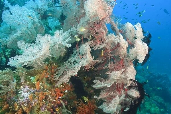 colorful soft corals and gorgonian sea fans, Raja Ampat region of Papua (formerly