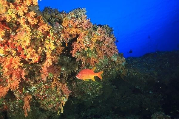 Colorful soft corals on ledge, North Huvadhoo Atoll, Southern Maldives, Indian Ocean