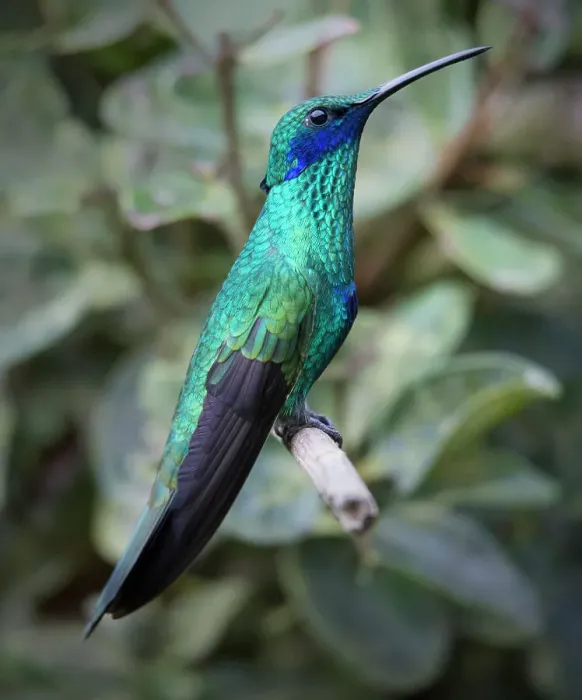 Framed Print : Colorful sparkling violet ear hummingbird is widespread in the Andes Cloud Forest Framed Print : Colorful sparkling violet ear hummingbird is widespread in the Andes Cloud Forest