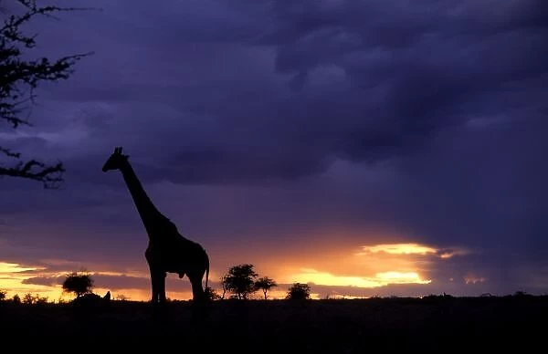 Colorful sunset late afternoon image of safari in Kenya Africa with wild giraffe