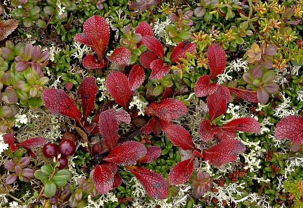 The colorful tapestry of Denalis tundra is woven of many mosses, berries, and sedges