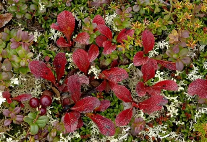 Framed Print : The colorful tapestry of Denalis tundra is woven of many mosses, berries, and sedges Framed Print : The colorful tapestry of Denalis tundra is woven of many mosses, berries, and sedges