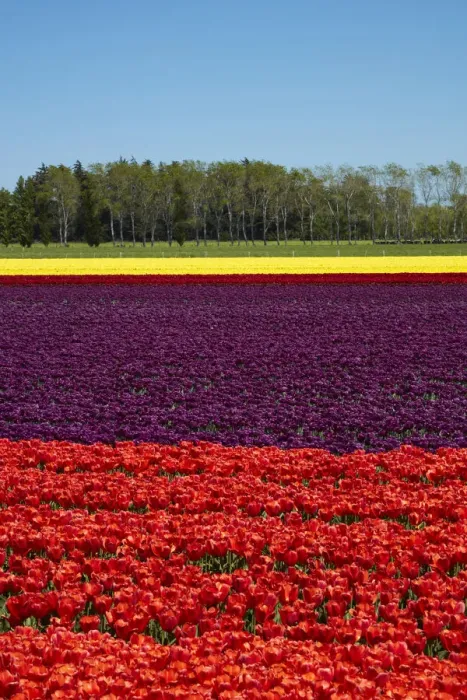Framed Print : Colorful tulip fields, Edendale, Southland, South Island, New Zealand Framed Print : Colorful tulip fields, Edendale, Southland, South Island, New Zealand