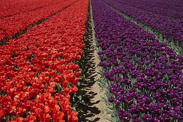 Colorful tulip fields, Edendale, Southland, South Island, New Zealand