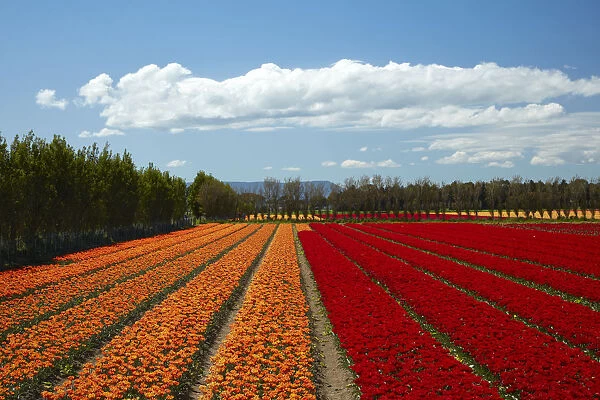 Colorful tulip fields, Edendale, Southland, South Island, New Zealand