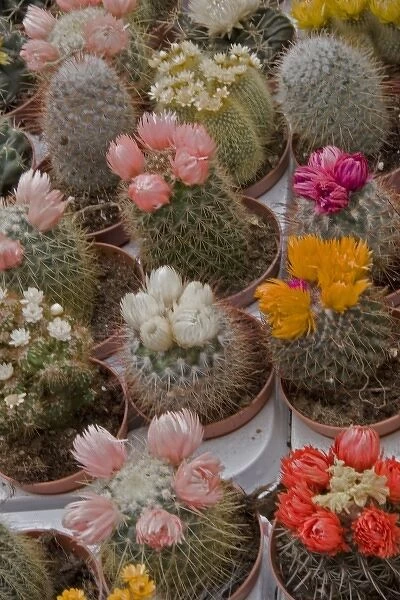 A colorful variety of cactus in bloom at the Bloemenmarket