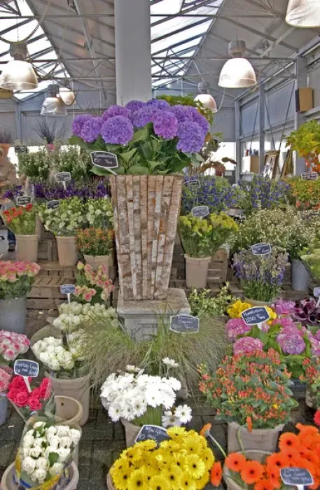 Framed Print : A colorful variety of flowers at the Bloemenmarket Framed Print : A colorful variety of flowers at the Bloemenmarket