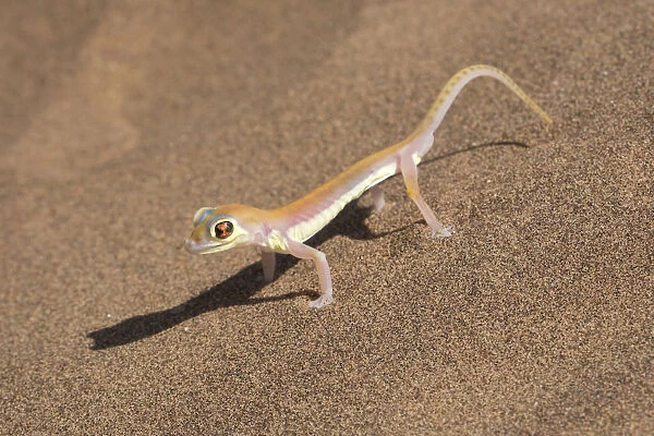 Colorful Web-footed or Palmatogecko gecko, Pachydactylus rangei, is nocturnal