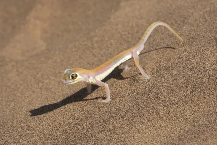 Framed Print : Colorful Web-footed or Palmatogecko gecko, Pachydactylus rangei, is nocturnal