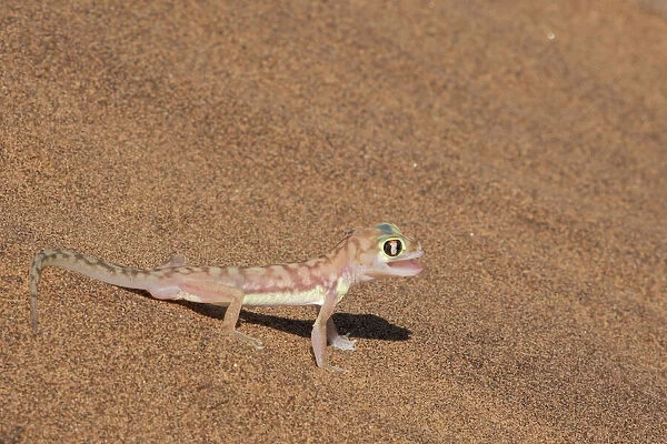 Colorful Web-footed or Palmatogecko gecko, Pachydactylus rangei, is nocturnal