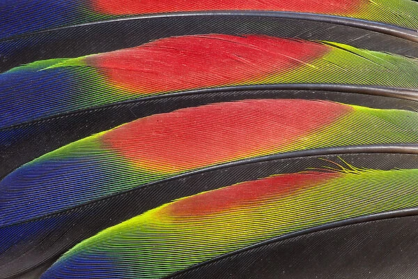 Colorful Wing Feathers of the Amazon Parrot