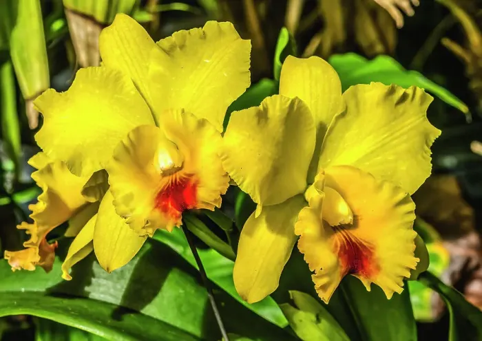 Framed Print : Colorful yellow red cattleya terrestrial orchid flower, Honolulu, Hawaii Framed Print : Colorful yellow red cattleya terrestrial orchid flower, Honolulu, Hawaii