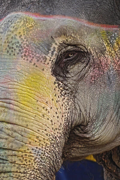 Colorfully decorated elephant, Amber Fort, Jaipur, India