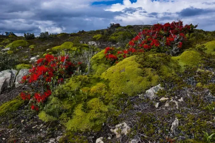 Framed Print : Colourful moss on an island in the Beagle channel, Ushuaia, Tierra del Fuego, Argentina Framed Print : Colourful moss on an island in the Beagle channel, Ushuaia, Tierra del Fuego, Argentina