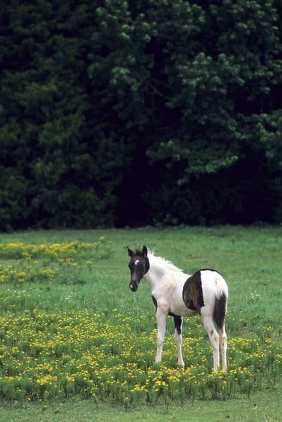 Colt grazing in a pasture with yellow flowers