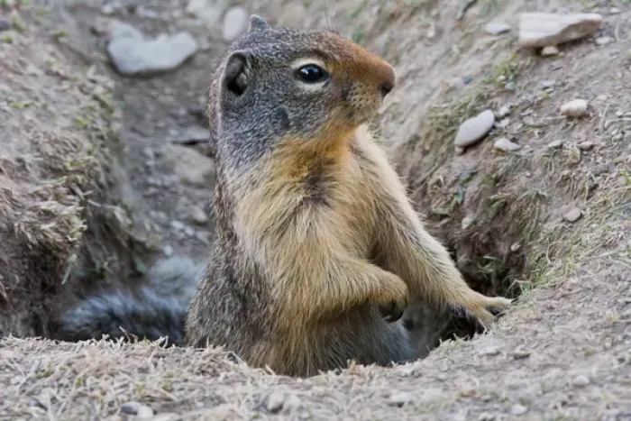 Framed Print : Columbia Ground Squirrel, Rogers Pass, Glacier National Park, British Columbia, Canada Framed Print : Columbia Ground Squirrel, Rogers Pass, Glacier National Park, British Columbia, Canada