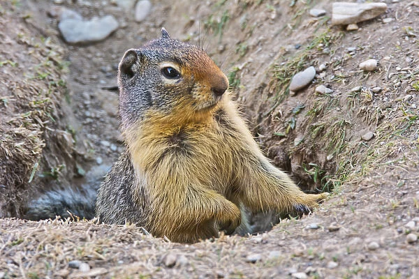 Columbia Ground Squirrel, Rogers Pass, Glacier National Park, British Columbia, Canada