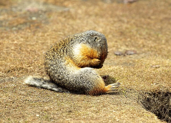 Columbia Ground Squirrel (Urocitellus columbianus) in early spring