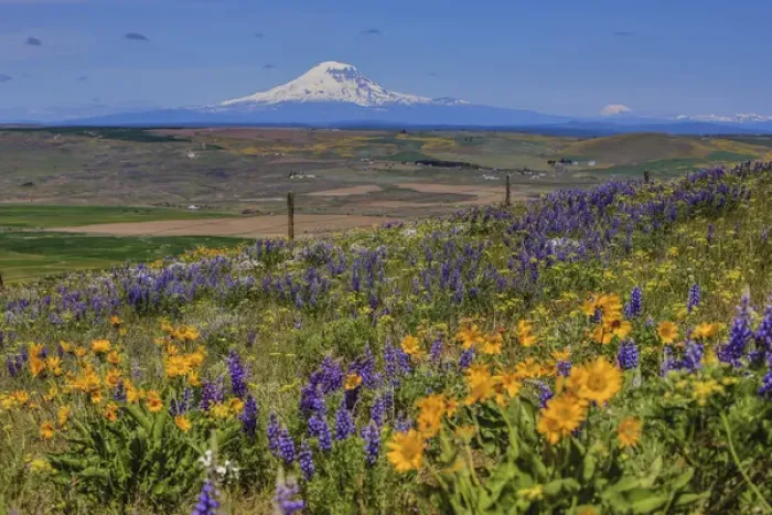 Framed Print : Columbia Hills State Park, Dallesport, Washington. Field of Wildflowers, Klickitat Valley