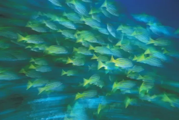 Framed Print : Columbia, Malpelo Island. Blue and gold snapper, or lutjanus viridis Framed Print : Columbia, Malpelo Island. Blue and gold snapper, or lutjanus viridis