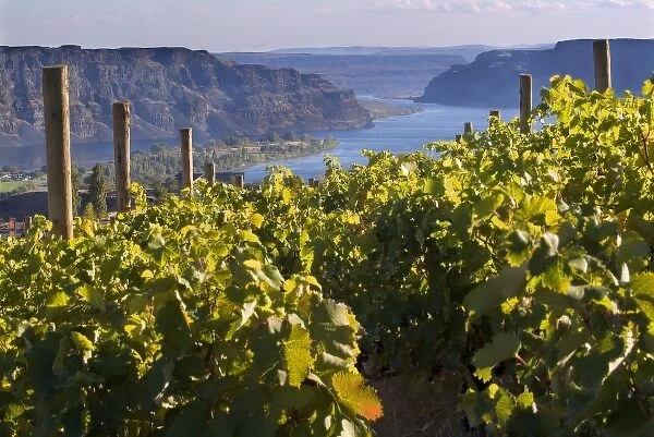 Columbia River seen from White Heron Winery and Vineyards in the Columbia Valley