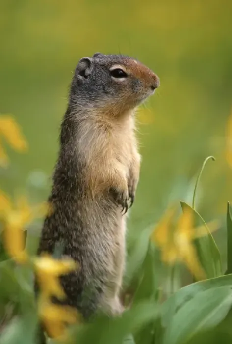 Framed Print : Columbian ground squirrel (Citellus columbianus), among glacier lilies, Glacier National Park