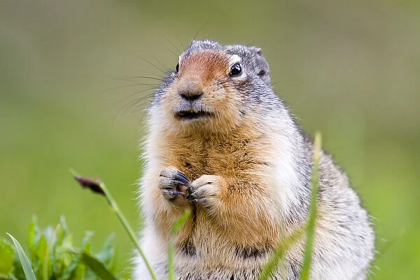 Columbian Ground Squirrel in Glacier National Park in Montana