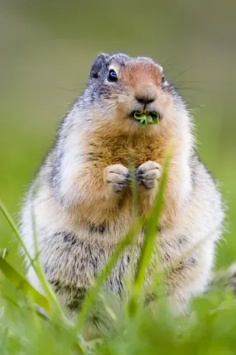 Framed Print : Columbian Ground Squirrel in Glacier National Park in Montana